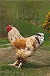 Lemon Pile Brahma rooster, standing on the grass.
