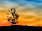 Tree silhouette on the field against a sunset sky