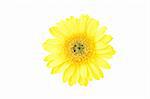 Close up of yellow gerber daisy in isolated white