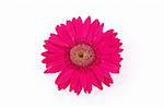 Close up of pink gerber daisy in isolated white