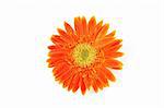 Close up of orange gerber daisy in isolated white