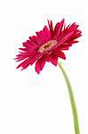 Pink gerber daisy in isolated white