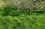 Apple blossoms in the orchards