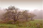 Apples trees in the mist after the rain