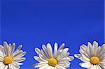 Three daisies against the blue sky