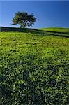 Tree on Grassland with deep blue sky.