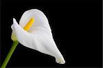 white calla close-up with water droplets. Isolated on black background