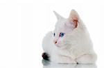 Adorable white kitten with blue eyes, laying down, looking to the side. Studio shot.