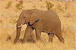 An African Elephant