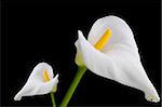 Two white callas close-up with water droplets. Isolated on black background