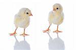 Photo of two cute baby chicks, with reflection, over white background