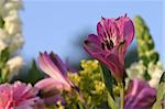 A colorful garden of flowers (limited DOF with focus on purple lily on right) - Room For Text