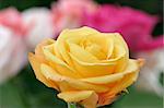 A beautiful yellow rose in the foreground with a variety of colorful roses blurred in the background.