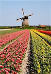 Tulip field and historic windmill