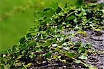 A green rambling ivy climbs up the stone bench. The nature demonstrates its strength and the exquisite treasure of its details