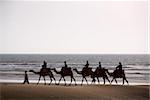 Berber Camel train on the see at sunset, Morocco