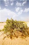 desert landscape in the desert Sahara. Morocco. beautiful cloudy sky.