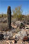 Cactus, Desert Museum, Tucson, Arizona