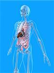 3d rendered anatomy illustration of a human skeleton with organs