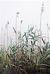 Elephant grass looms in fog at Allens Pond in Dartmouth, MA, USA