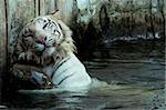 photo of white bengal tiger in his activity