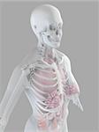 3d rendered anatomy illustration of a female skeleton with organs
