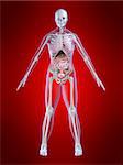 3d rendered illustration of a female skeleton with organs