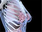 3d rendered anatomy illustration of a female skeleton with breast