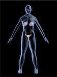 3d rendered anatomy illustration of a female shape with breast and uterus