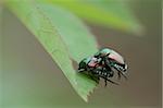 Beetles making more beetles.