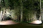 Two forest paths among trees at night