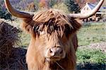 Close-up picture of an Highland Cow with an old farm behind