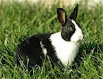 An adorable dutch bunny sitting in the grass..