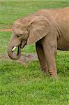 Male african elephant in the national park, on the grass background. Shallow DOF