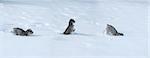 Three pictures of a puppy playing in deep snow