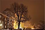 Lonely tree at Wawel Hill
