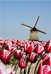 Dutch tulips and historic windmill