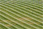 Rows of headstones, Golden Gate National Cemetery, San Bruno, California