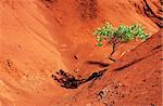 Single tree in a red dry valley on Kauai in Hawaii