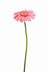 Pink gerber daisy in isolated white background