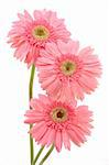 Three pink gerber daisies in isolated white background