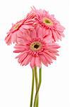 Three pink gerber daisies in isolated white background