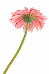 Bottom of a pink gerber daisy in isolated white background