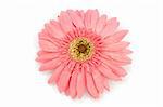 Pink gerber daisy in isolated white background