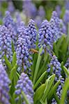 Close up of bee and grape hyacinth