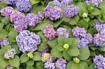 Background of purple hydrangea macrophylla