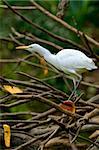 photo of white heron bird on a tree