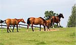 horses on freedom