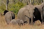 Small herd of African elephants (Loxodonta africana), Kruger National Park, South Africa