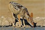 A black-backed Jackal (Canis mesomelas) drinking water, Kalahari desert, South Africa